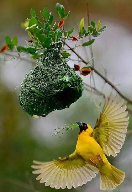 家裡鳥築巢|鳥巢看鳥的個性…. 自從去年有白頭翁來我陽台樹上築。